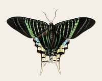 Vintage illustration of a Butterfly
