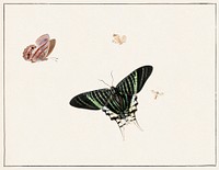 Three butterflies and a wasp by <a href="https://www.rawpixel.com/search/Herman%20Henstenburgh?sort=curated&amp;page=1">Herman Henstenburgh</a> (c.1677-c.1726). Original from The Rijksmuseum. Digitally enhanced by rawpixel.