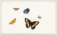Five butterflies by <a href="https://www.rawpixel.com/search/Herman%20Henstenburgh?sort=curated&amp;page=1">Herman Henstenburgh</a> (c.1677-c.1726). Original from The Rijksmuseum. Digitally enhanced by rawpixel.