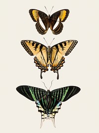 Vintage illustration of butterflies and swallowtails<br />