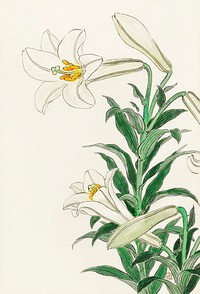 Lilies (1912 - 1930) by <a href="https://www.rawpixel.com/search/Ohara%20Koson?sort=curated&amp;page=1">Ohara Koson</a> (1877-1945). Original from The Rijksmuseum. Digitally enhanced by rawpixel.