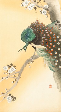 Peacock on a cherry blossom tree (1900-1930) by <a href="https://www.rawpixel.com/search/Ohara%20Koson?sort=curated&amp;page=1">Ohara Koson</a> (1877-1945). Original from The Rijksmuseum. Digitally enhanced by rawpixel.