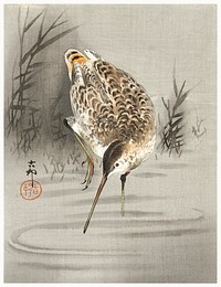 Snip in the water (1900 - 1930) by <a href="https://www.rawpixel.com/search/Ohara%20Koson?sort=curated&amp;page=1">Ohara Koson</a> (1877-1945). Original from The Rijksmuseum. Digitally enhanced by rawpixel.