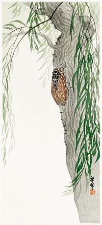 Cicada on tree (1900 - 1936) by <a href="https://www.rawpixel.com/search/Ohara%20Koson?sort=curated&amp;page=1">Ohara Koson</a> (1877-1945). Original from The Rijksmuseum. Digitally enhanced by rawpixel.