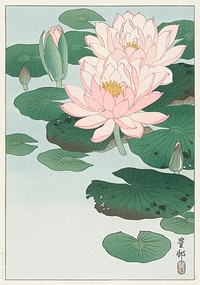Water Lily (1920 - 1930) by <a href="https://www.rawpixel.com/search/Ohara%20Koson?sort=curated&amp;page=1">Ohara Koson</a> (1877-1945). Original from The Rijksmuseum. Digitally enhanced by rawpixel.