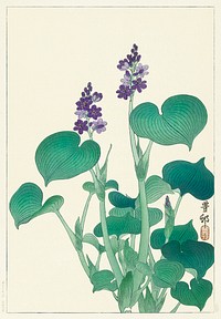 Blooming hosta (1920 - 1930) by <a href="https://www.rawpixel.com/search/Ohara%20Koson?sort=curated&amp;page=1">Ohara Koson</a> (1877-1945). Original from The Rijksmuseum. Digitally enhanced by rawpixel.