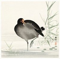 Moorhen (1900 - 1930) by <a href="https://www.rawpixel.com/search/Ohara%20Koson?sort=curated&amp;page=1">Ohara Koson</a> (1877-1945). Original from The Rijksmuseum. Digitally enhanced by rawpixel.