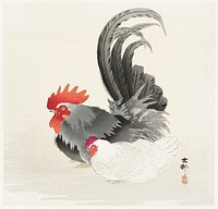 Chicken and cock (1900 - 1936) by <a href="https://www.rawpixel.com/search/Ohara%20Koson?sort=curated&amp;page=1">Ohara Koson</a> (1877-1945). Original from The Rijksmuseum. Digitally enhanced by rawpixel.