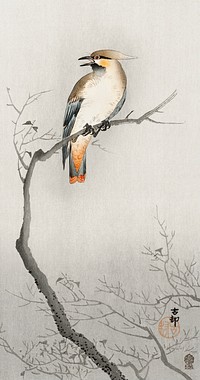 Japanese plague bird on branch (1900 - 1910) by <a href="https://www.rawpixel.com/search/Ohara%20Koson?sort=curated&amp;page=1">Ohara Koson</a> (1877-1945). Original from The Rijksmuseum. Digitally enhanced by rawpixel.