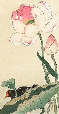 Gallinule with Lotus Flowers (1900 - 1930) by <a href="https://www.rawpixel.com/search/Ohara%20Koson?sort=curated&amp;page=1">Ohara Koson</a> (1877-1945). Original from The Rijksmuseum. Digitally enhanced by rawpixel.