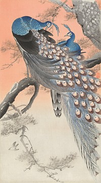 Two peacocks on tree branch (1900 - 1930) by <a href="https://www.rawpixel.com/search/Ohara%20Koson?sort=curated&amp;page=1">Ohara Koson</a> (1877-1945). Original from The Rijksmuseum. Digitally enhanced by rawpixel.