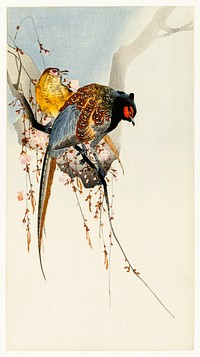Pheasant couple and plum blossom (1900 - 1930) by <a href="https://www.rawpixel.com/search/Ohara%20Koson?sort=curated&amp;page=1">Ohara Koson</a> (1877-1945). Original from The Rijksmuseum. Digitally enhanced by rawpixel.