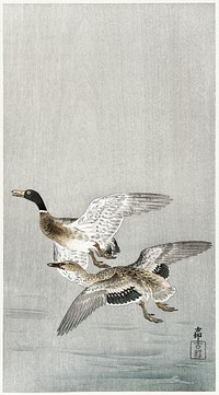 Couple of ducks (1900 - 1936) by <a href="https://www.rawpixel.com/search/Ohara%20Koson?sort=curated&amp;page=1">Ohara Koson</a> (1877-1945). Original from The Rijksmuseum. Digitally enhanced by rawpixel.