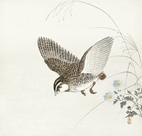 Flying quail (1900 - 1930) by <a href="https://www.rawpixel.com/search/Ohara%20Koson?sort=curated&amp;page=1">Ohara Koson</a> (1877-1945). Original from The Rijksmuseum. Digitally enhanced by rawpixel.