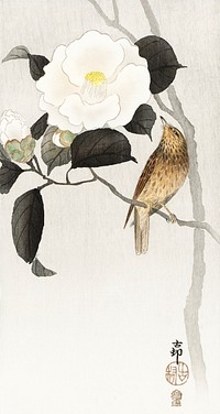 Songbird and flowering camellia (1900 - 1910) by <a href="https://www.rawpixel.com/search/Ohara%20Koson?sort=curated&amp;page=1">Ohara Koson</a> (1877-1945). Original from The Rijksmuseum. Digitally enhanced by rawpixel.
