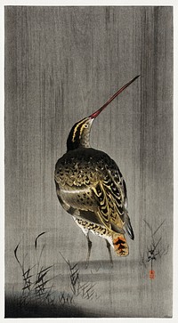 Snipe in the rain (1900 - 1930) by <a href="https://www.rawpixel.com/search/Ohara%20Koson?sort=curated&amp;page=1">Ohara Koson</a> (1877-1945). Original from The Rijksmuseum. Digitally enhanced by rawpixel.