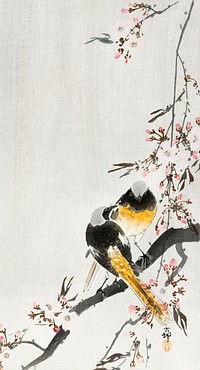 Two sable red tails with cherry blossom (1900 - 1936) by <a href="https://www.rawpixel.com/search/Ohara%20Koson?sort=curated&amp;page=1">Ohara Koson</a> (1877-1945). Original from The Rijksmuseum. Digitally enhanced by rawpixel.