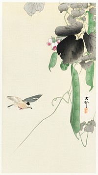 Bird at flowering bean plant (1900 - 1930) by <a href="https://www.rawpixel.com/search/Ohara%20Koson?sort=curated&amp;page=1">Ohara Koson</a> (1877-1945). Original from The Rijksmuseum. Digitally enhanced by rawpixel.