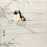Mallard, the head under water (1900 - 1930) by <a href="https://www.rawpixel.com/search/Ohara%20Koson?sort=curated&amp;page=1">Ohara Koson</a> (1877-1945). Original from The Rijksmuseum. Digitally enhanced by rawpixel.
