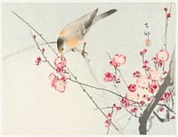 Songbird on blossom branch (1900 - 1936) by <a href="https://www.rawpixel.com/search/Ohara%20Koson?sort=curated&amp;page=1">Ohara Koson</a> (1877-1945). Original from The Rijksmuseum. Digitally enhanced by rawpixel.