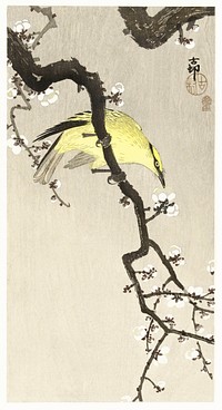 Chinese oriole on plum blossom branch (1900 - 1910) by <a href="https://www.rawpixel.com/search/Ohara%20Koson?sort=curated&amp;page=1">Ohara Koson</a> (1877-1945). Original from The Rijksmuseum. Digitally enhanced by rawpixel.