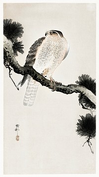Hawk on pine branch (1900 - 1930) by <a href="https://www.rawpixel.com/search/Ohara%20Koson?sort=curated&amp;page=1">Ohara Koson</a> (1877-1945). Original from The Rijksmuseum. Digitally enhanced by rawpixel.