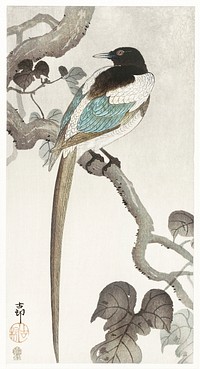 Magpie on tree branch (1900 - 1910) by <a href="https://www.rawpixel.com/search/Ohara%20Koson?sort=curated&amp;page=1">Ohara Koson</a> (1877-1945). Original from The Rijksmuseum. Digitally enhanced by rawpixel.