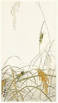 Grasshoppers on rice plants (1900 - 1936) by <a href="https://www.rawpixel.com/search/Ohara%20Koson?sort=curated&amp;page=1">Ohara Koson</a> (1877-1945). Original from The Rijksmuseum. Digitally enhanced by rawpixel.