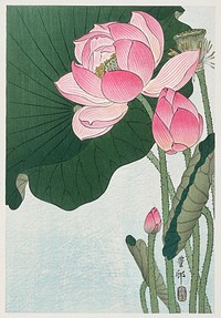 Blooming lotus flowers (1920 - 1930) by <a href="https://www.rawpixel.com/search/Ohara%20Koson?sort=curated&amp;page=1">Ohara Koson</a> (1877-1945). Original from The Rijksmuseum. Digitally enhanced by rawpixel.