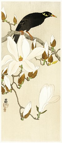 Myna on Magnolia Branch (1900 - 1910) by <a href="https://www.rawpixel.com/search/Ohara%20Koson?sort=curated&amp;page=1">Ohara Koson</a> (1877-1945). Original from The Rijksmuseum. Digitally enhanced by rawpixel.