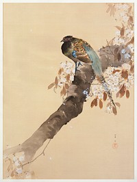 Pheasant on cherry blossom branch (1887-1945) by <a href="https://www.rawpixel.com/search/Ohara%20Koson?sort=curated&amp;page=1">Ohara Koson</a> (1877-1945). Original from The Rijksmuseum. Digitally enhanced by rawpixel.