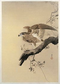 Hawk (1887-1945) by <a href="https://www.rawpixel.com/search/Ohara%20Koson?sort=curated&amp;page=1">Ohara Koson</a> (1877-1945). Original from The Rijksmuseum. Digitally enhanced by rawpixel.