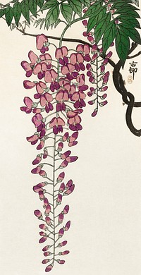 Blooming wisteria (1900 - 1930) by <a href="https://www.rawpixel.com/search/Ohara%20Koson?sort=curated&amp;page=1">Ohara Koson</a>(1877-1945). Original from The Rijksmuseum. Digitally enhanced by rawpixel.