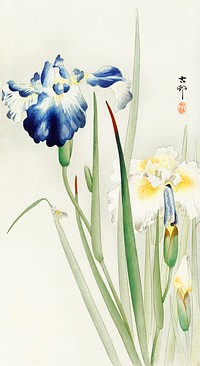 Irises (1900 - 1936) by Ohara Koson (1877-1945). Original from The Rijksmuseum. Digitally enhanced by rawpixel.