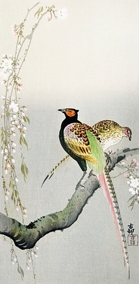Couple pheasants and cherry blossom (1900 - 1936) by <a href="https://www.rawpixel.com/search/Ohara%20Koson?sort=curated&amp;page=1">Ohara Koson</a> (1877-1945). Original from The Rijksmuseum. Digitally enhanced by rawpixel.