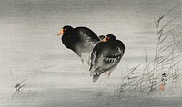 Two moorhens (1900 - 1930) by Ohara Koson (1877-1945). Original from The Rijksmuseum. Digitally enhanced by rawpixel.