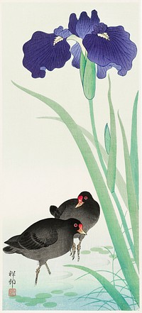 Waterhoots and iris (1925 - 1936) by <a href="https://www.rawpixel.com/search/Ohara%20Koson?sort=curated&amp;page=1">Ohara Koson</a> (1877-1945). Original from The Rijksmuseum. Digitally enhanced by rawpixel.