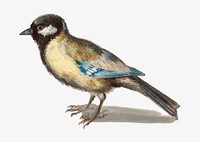 Vintage great tit bird illustration vector
