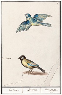 Blue tit, cyanistes caeruleus and great tit, parus major (1596&ndash;1610) by <a href="https://www.rawpixel.com/search/Anselmus%20Bo%C3%ABtius%20de%20Boodt?sort=curated&amp;page=1">Anselmus Bo&euml;tius de Boodt</a>. Original from the Rijksmuseum. Digitally enhanced by rawpixel.