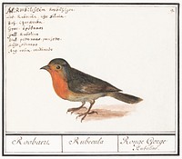 Robin, Erithacus rubecula (1596&ndash;1610) by <a href="https://www.rawpixel.com/search/Anselmus%20Bo%C3%ABtius%20de%20Boodt?sort=curated&amp;page=1">Anselmus Bo&euml;tius de Boodt</a>. Original from the Rijksmuseum. Digitally enhanced by rawpixel.