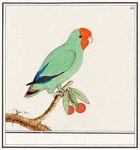 Red-headed lovebird (1596&ndash;1610) by <a href="https://www.rawpixel.com/search/Anselmus%20Bo%C3%ABtius%20de%20Boodt?sort=curated&amp;page=1">Anselmus Bo&euml;tius de Boodt</a>. Original from the Rijksmuseum. Digitally enhanced by rawpixel.