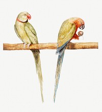 Vintage Alexandrine parakeet and red breasted parakeet illustration
