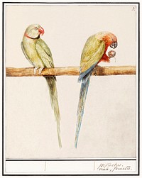 Alexandrine parakeet and red-breasted parakeet (1596&ndash;1610) by <a href="https://www.rawpixel.com/search/Anselmus%20Bo%C3%ABtius%20de%20Boodt?sort=curated&amp;page=1">Anselmus Bo&euml;tius de Boodt</a>. Original from the Rijksmuseum. Digitally enhanced by rawpixel.