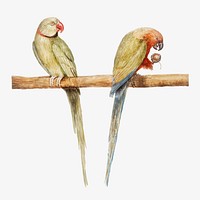 Vintage Alexandrine parakeet and red breasted parakeet illustration vector