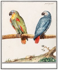 Parrot and gray red-tailed parrot, psittacus erithacus (1596&ndash;1610) by <a href="https://www.rawpixel.com/search/Anselmus%20Bo%C3%ABtius%20de%20Boodt?sort=curated&amp;page=1">Anselmus Bo&euml;tius de Boodt</a>. Original from the Rijksmuseum. Digitally enhanced by rawpixel