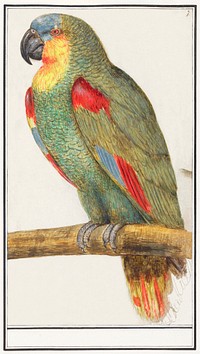 Parrot (1596&ndash;1610) by <a href="https://www.rawpixel.com/search/Anselmus%20Bo%C3%ABtius%20de%20Boodt?sort=curated&amp;page=1">Anselmus Bo&euml;tius de Boodt</a>. Original from the Rijksmuseum. Digitally enhanced by rawpixel.