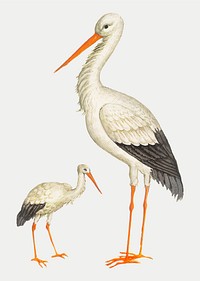 Two vintage storks illustration vector