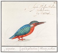 The Kingfisher, Alcedo atthis (1596&ndash;1610) by <a href="https://www.rawpixel.com/search/Anselmus%20Bo%C3%ABtius%20de%20Boodt?sort=curated&amp;page=1">Anselmus Bo&euml;tius de Boodt</a>. Original from the Rijksmuseum. Digitally enhanced by rawpixel.