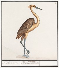 Heron, Ardea (1596&ndash;1610) by <a href="https://www.rawpixel.com/search/Anselmus%20Bo%C3%ABtius%20de%20Boodt?sort=curated&amp;page=1">Anselmus Bo&euml;tius de Boodt</a>. Original from the Rijksmuseum. Digitally enhanced by rawpixel.