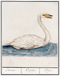 The Wild Swan, Cygnus cygnus (1596&ndash;1610) by <a href="https://www.rawpixel.com/search/Anselmus%20Bo%C3%ABtius%20de%20Boodt?sort=curated&amp;page=1">Anselmus Bo&euml;tius de Boodt</a>. Original from the Rijksmuseum. Digitally enhanced by rawpixel.